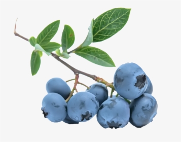 Blueberries Png - Blue Berries With Transparent Backgrounds, Png Download, Free Download