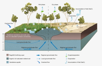 Transparent Ecosystem Clipart - Wetland Ecosystem Wetland Diagram, HD Png Download, Free Download