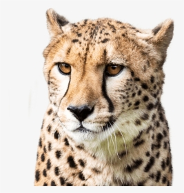 Cheetah On Transparent, HD Png Download, Free Download