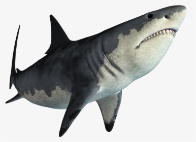 Shark Jaws Tadzio - Transparent Background Shark Png, Png Download, Free Download