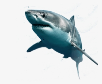 Shark Png Transparent Images - Great White Sharks Size And Weight, Png Download, Free Download