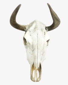 Vintage Taxidermy Bull Horns - Bull Head Wall Transparent, HD Png Download, Free Download