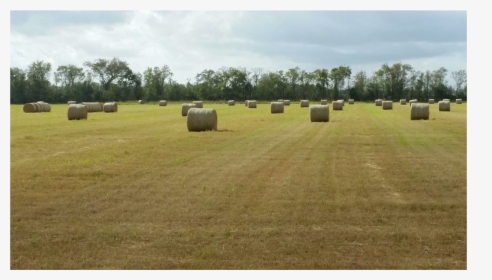 Field, HD Png Download, Free Download
