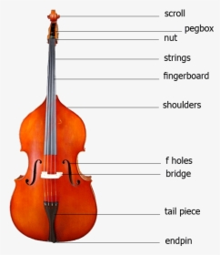 Double Bass Parts , Png Download - Parts Of The Instrument Double Bass, Transparent Png, Free Download