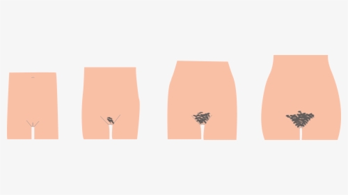 Pubic Hair Png - Puberty Hair Png, Transparent Png, Free Download