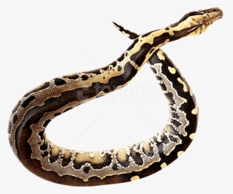 Free Png Download Snake Png Images Background Png Images - Snake Png Transparent, Png Download, Free Download