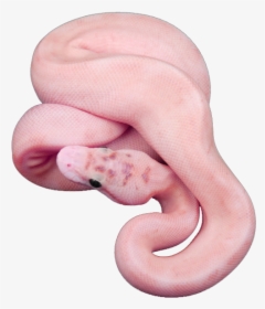 Snake, Animal, And Pink Image - Snake Aesthetic Png, Transparent Png, Free Download