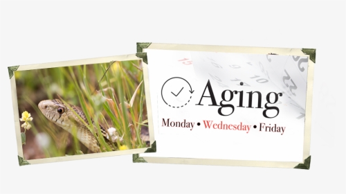 Banner, HD Png Download, Free Download