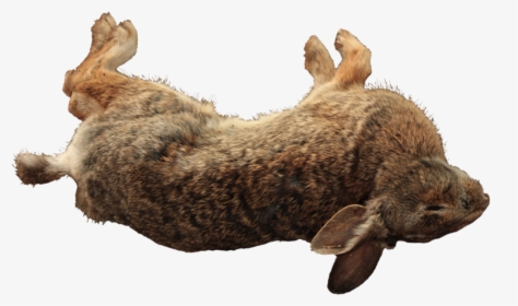 Transparent Dead Rat Png - Dead Rabbit Transparent, Png Download, Free Download