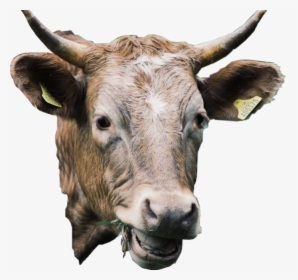 #cow #animal #cute #cattle #livestock #freetoedit - Bull, HD Png Download, Free Download