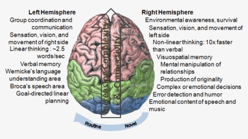 Hemisphere Laterization - Localization Of Language In Brain, HD Png Download, Free Download