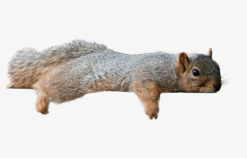 Squirrel Laying Down, HD Png Download, Free Download