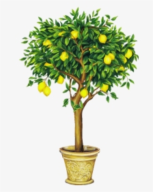 Lemon Tree Song In Chinese - Lemon Tree Png, Transparent Png, Free Download