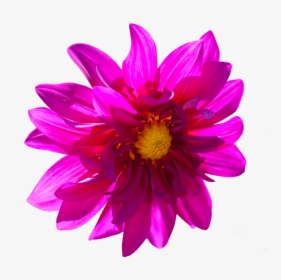 Dark Pink Flower Png By Alz Stock And Art-d7zttbs - Dark Pink Flower Png, Transparent Png, Free Download