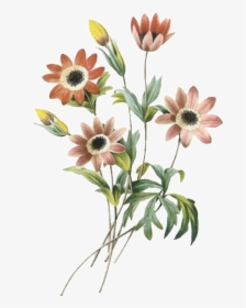 Elegant Dark Flower Hand Painted Chrysanthemum - Pencil Colour Drawing Cosmos Flowers, HD Png Download, Free Download