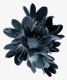 Mq Blue Flower Flowers Garden Dark, HD Png Download, Free Download