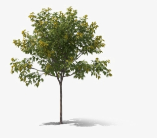Realistic Tree Png Download Image - Vintage Trees Png, Transparent Png, Free Download
