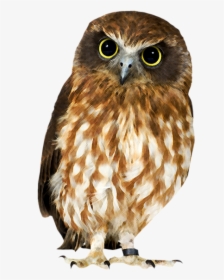 Download And Use Owls Icon - Owl Png, Transparent Png, Free Download