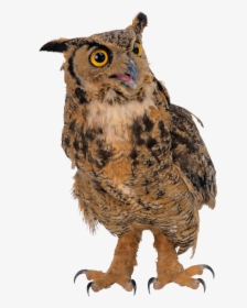 Owl Background Owls Transparent - Hibou Détouré, HD Png Download, Free Download