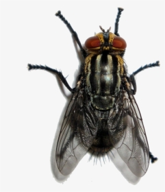 Thumb Image - Vector Fly Png, Transparent Png, Free Download