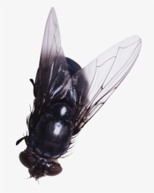 Mosca, HD Png Download, Free Download
