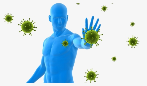 Immune System , Png Download - Boost Immune System, Transparent Png, Free Download