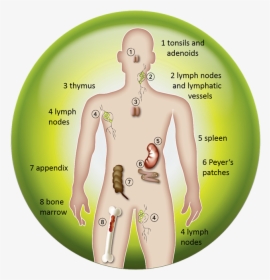 Immune System, HD Png Download, Free Download