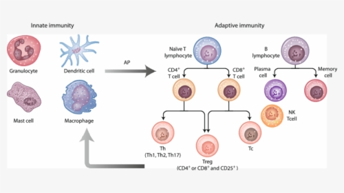 Major Cell Subsets Of The Innate And Adaptive Immune - Immune System Mechanism Adaptive, HD Png Download, Free Download