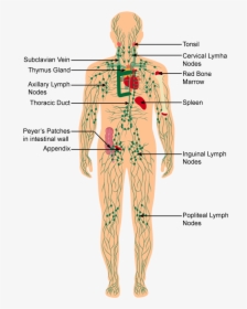 Human Body Immune System Diagram, HD Png Download, Free Download