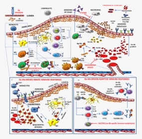 Schematic Representation Of Endothelial Dysfunction - Endothelial Dysfunction Atherosclerosis Immuno, HD Png Download, Free Download