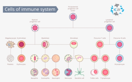 Immune Cells In The Human Body, HD Png Download, Free Download