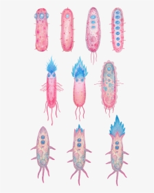 Crayfish , Png Download - Illustration, Transparent Png, Free Download