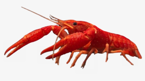 Homarus, HD Png Download, Free Download