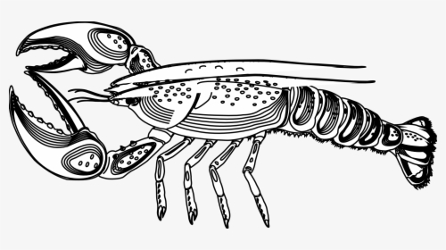 Coloring Page Of A Lobster, HD Png Download, Free Download