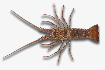 Rock Lobster Png, Transparent Png, Free Download