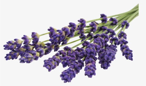 Hd Png & Psd Free Download - Lavender Hd Photo Free, Transparent Png, Free Download