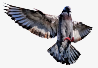 #bird #wings #flying #animal #interesting #vipshoutout - Rock Dove, HD Png Download, Free Download