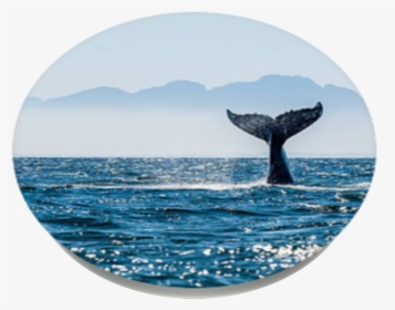 Humpback Whale, HD Png Download, Free Download