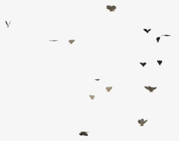 Download Butterflies Swarm - Transparent Butterfly Gif Png, Png Download, Free Download