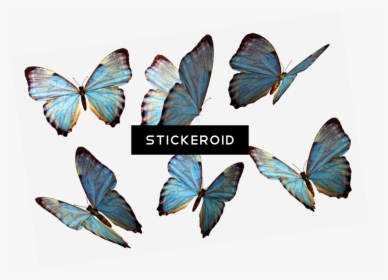 Floating Butterflies Png Transparent , Png Download - Butterflies Png, Png Download, Free Download
