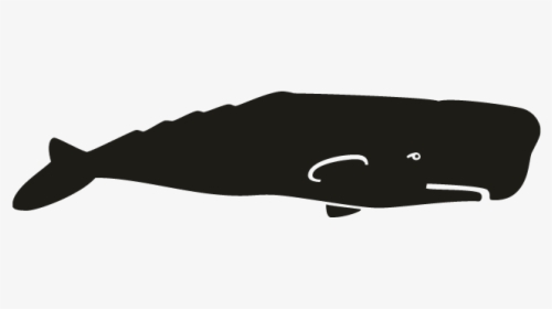 Sperm Whale, HD Png Download, Free Download