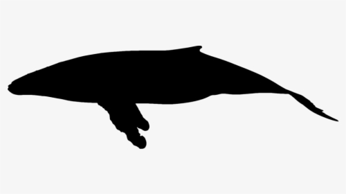 Bird, HD Png Download, Free Download