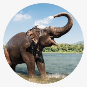 Asian Elephant Spraying Water, HD Png Download, Free Download
