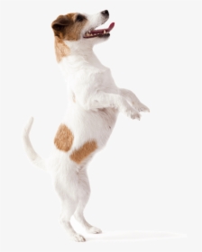 Dog Jumping Up - Dog Catches Something, HD Png Download, Free Download