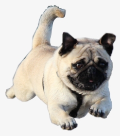 #pug #jumping #dog #freetoedit - Iron Man As A Dog, HD Png Download, Free Download
