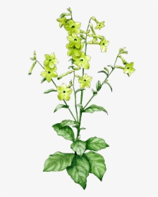 Nicotiana Lime Green - Dayflower, HD Png Download, Free Download