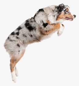 Rough Collie, HD Png Download, Free Download