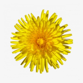 Transparent Perennial Png - Dandelion Png, Png Download, Free Download