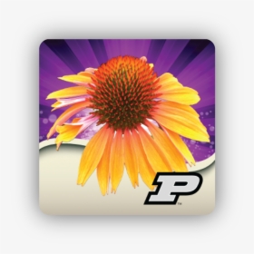 Purple Coneflower, HD Png Download, Free Download