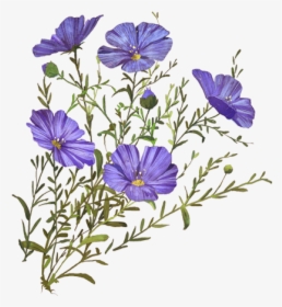 Balloon Flower, HD Png Download, Free Download